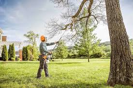 Professional Tree Services in New Stanton, PA