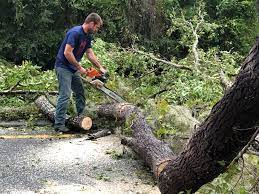 Best Emergency Tree Removal  in New Stanton, PA