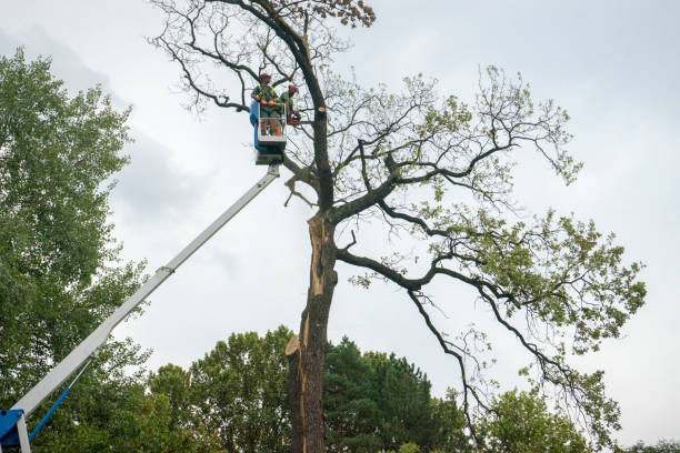 How Our Tree Care Process Works  in  New Stanton, PA