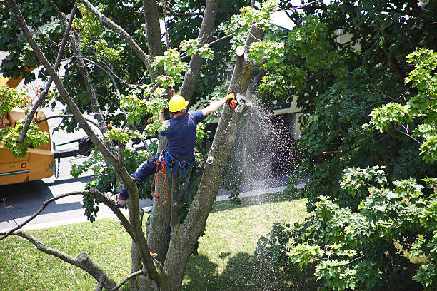 Best Tree Disease Treatment  in New Stanton, PA