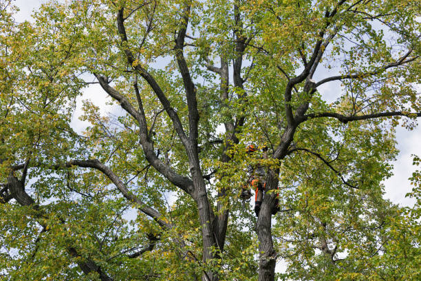 Leaf Removal in New Stanton, PA